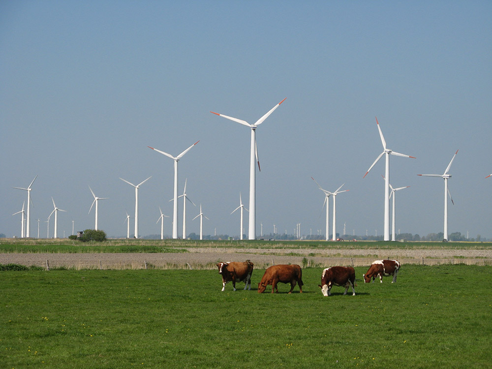 Kühe und Windräder, Osterwurth | Autor: Dirk Ingo Franke via Wikimedia Commons | Lizenz: CC BY-SA 3.0