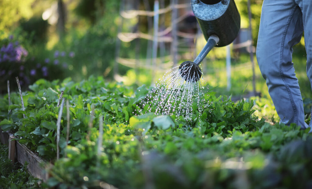 Nachhaltige Gartenbewässerung