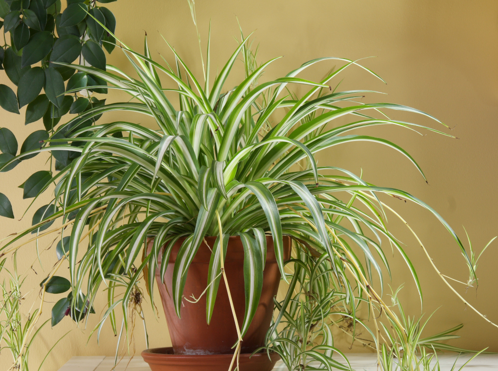 Grünlilie in Keramiktopf als pflegeleichte Zimmerpflanze